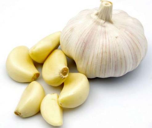 fresh garlic