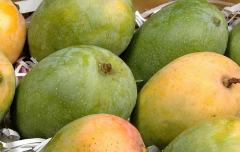 Decora kesar mango