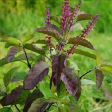 Organic Basil Herb, for Medicinal, Form : Leaf