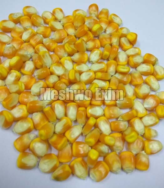 yellow maize seeds