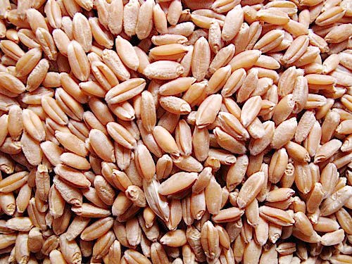 Russia Red Wheat