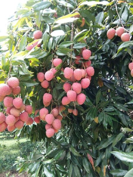 Fresh Litchi