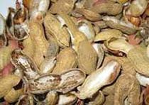Peanut Shells