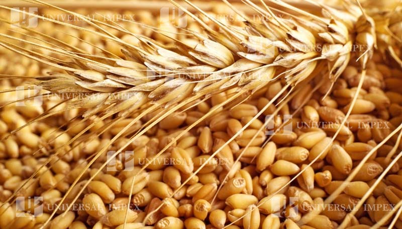 UNIVERSAL wheat