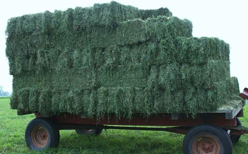 Alfalfa Hay In Bales