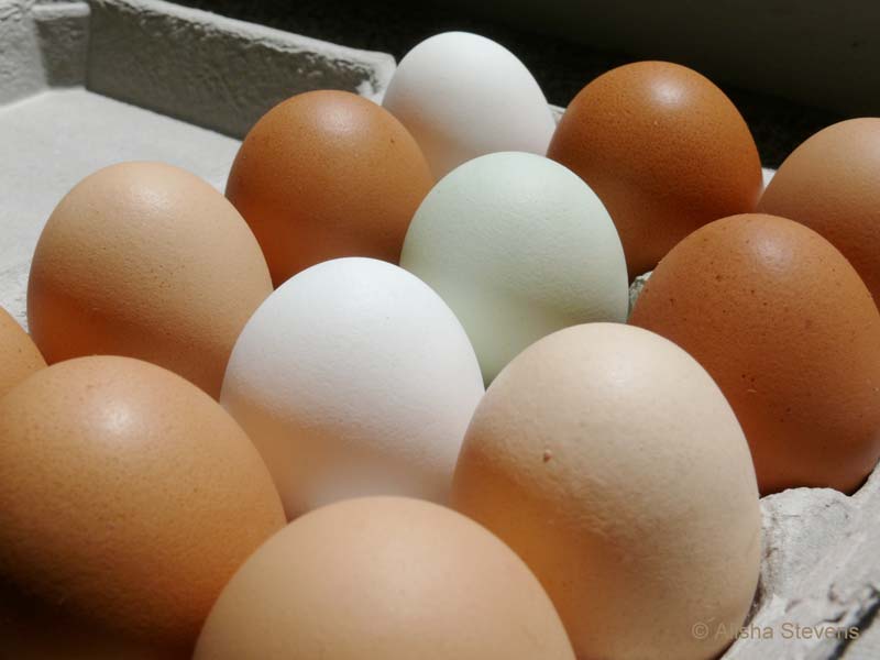 chicken eggs