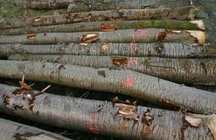 EUCALYPTUS WOOD LOGS