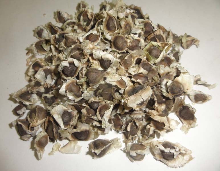 moringa seeds