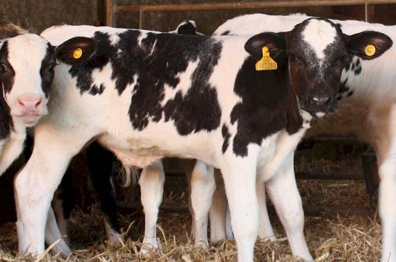 Pregnant Holstein Heifers, BOER GOATS, Sheep