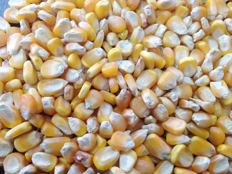 Yellow Corn For Human Comsuption