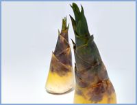 Fresh Bamboo Shoots