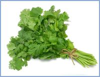 Fresh Coriander Leaves
