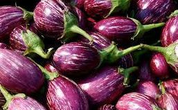 Fresh Round Eggplant