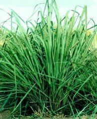 Lemongrass Leaves