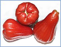Fresh Rose Apple