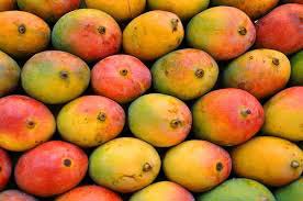 Sindhura Mango, Taste : Sweet