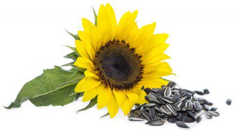Aharshana dindugul tiruppur sunflower seeds, for home use, medicinal edible, Style : block