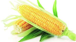 Yellow maize, for Animal Food, Bio-fuel Application, Making Popcorn, Variety : Corn Gluten Meal, Dent Corn