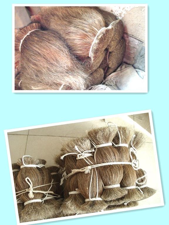 Cattle Tail Hair and Horse Tail Hair For Sale