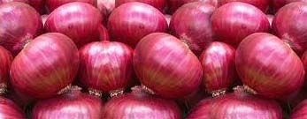 fresh red onion