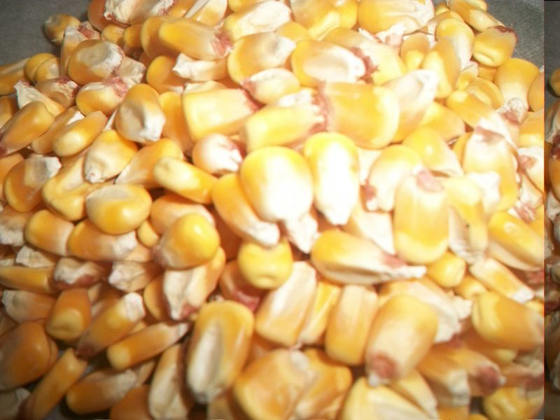 Yellow Corn Seeds