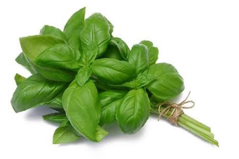 Fresh Basil Leaves