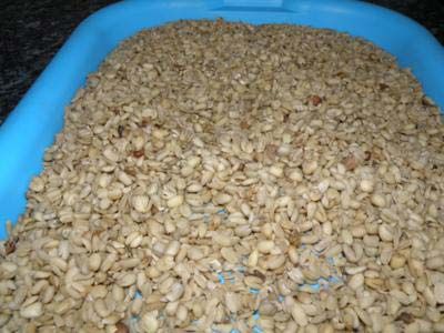 Breadfruit Seeds