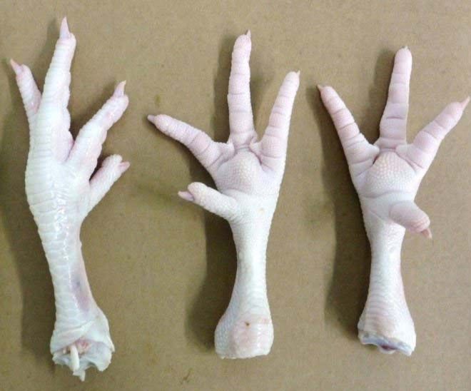 FROZEN CHICKEN FEET Buy frozen chicken feet for best price at USD 400 /