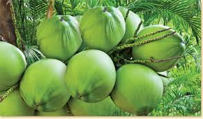 Coconut, Color : green