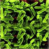 Pseudomonas Fluorescens, for Agricultural, Purity : 99.80%