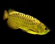 arowana fish