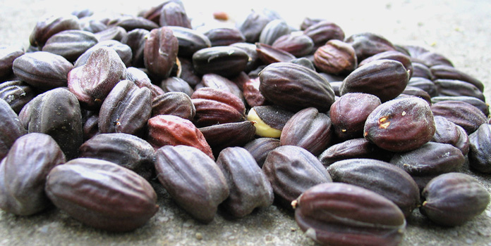 Jojoba seeds, jojoba plant seeds import price