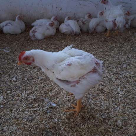 Large Broiler Chickens available