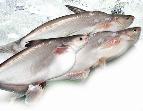 Fresh Basa Fish Fillets, for Human Consumption, Style : Frozen