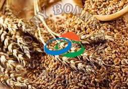 Natural Wheat Seeds, for Beverage, Flour, Packaging Size : 100gm, 10kg, 1kg, 5kg