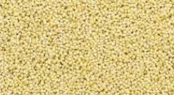 Organic Little Millet, for Cattle Feed, Style : Dried