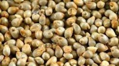 Common Organic Pearl Millet, for Cattle Feed, Packaging Type : Plastic Bag