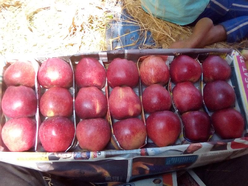 Shopian apples