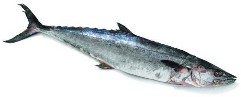 Frozen King Fish, for Human Consumption, Making Medicine, Feature : Good For Health, Protein