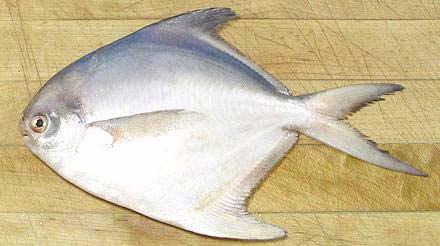 Frozen Pomfret Fish, for Human Consumption, Making Medicine, Feature : Good For Health, Non Harmful