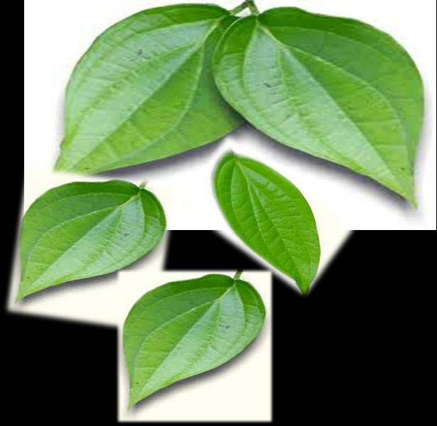 Fresh Betel Leaves, Feature : Naturally grown, Freshness
