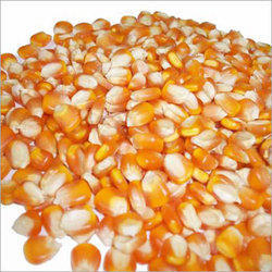 Yellow Maize from Bihar