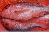 Red Snapper Fish