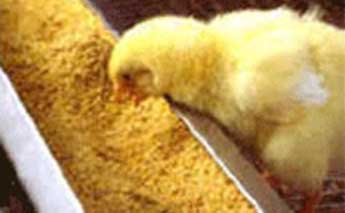 Poultry Probiotic Feed Supplement