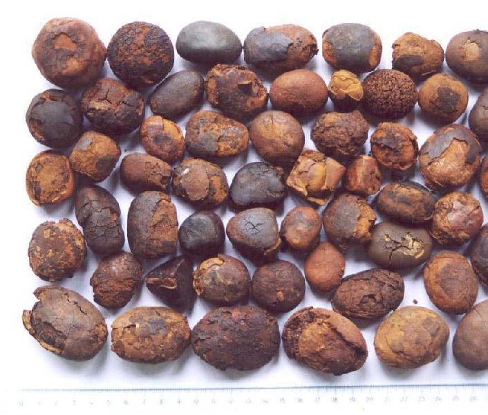 Ox Gallstones