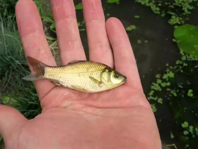 Common carp fish