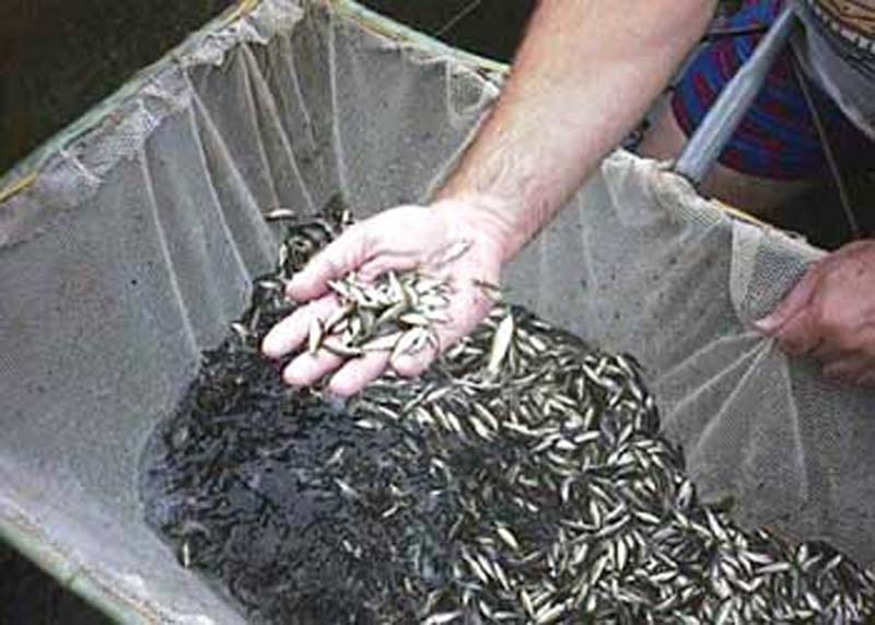 silver carp Manufacturer in West Bengal India by CHAND FISH SEED CO