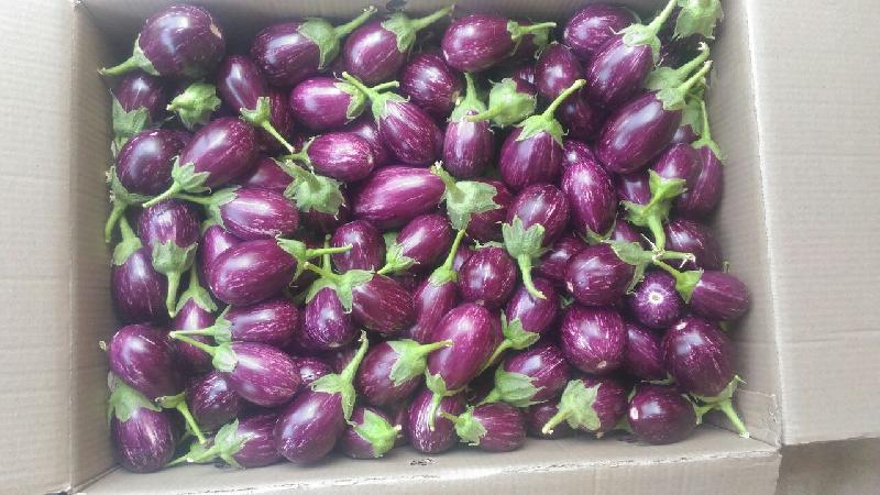 fresh brinjal