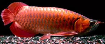 arowana fish