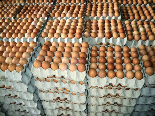 Farm Fresh poultry white shell chicken table eggs